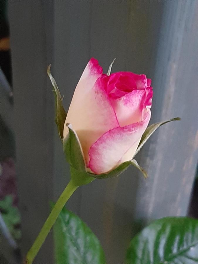 처치 빌라 비앤비 체스터필드 외부 사진